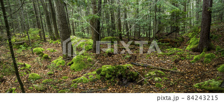carpathian forest landscape, national park Skolivski beskidy carpathian forest landscape, national park Skolivski beskidy 84243215