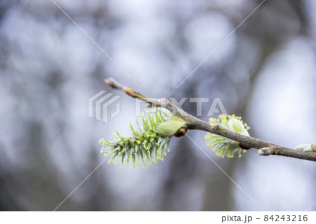 a male willow catkins 84243216