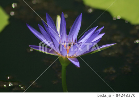 A bee sucks the nectar of a purple lotus blooming. 84243270