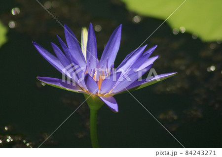 A bee sucks the nectar of a purple lotus blooming. A bee sucks the nectar of a purple lotus blooming. 84243271
