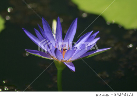 A bee sucks the nectar of a purple lotus blooming. A bee sucks the nectar of a purple lotus blooming. 84243272