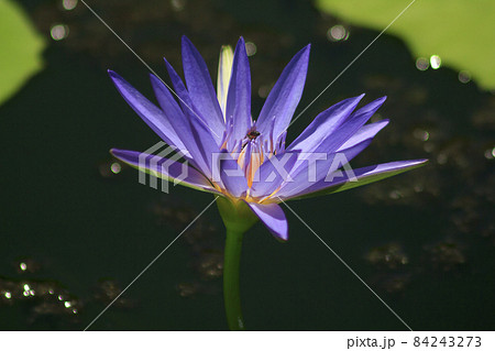 A bee sucks the nectar of a purple lotus blooming. A bee sucks the nectar of a purple lotus blooming. 84243273