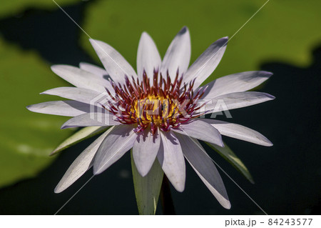 The beautiful purple lotus leaves are raised above the water. The beautiful purple lotus leaves are raised above the water. 84243577