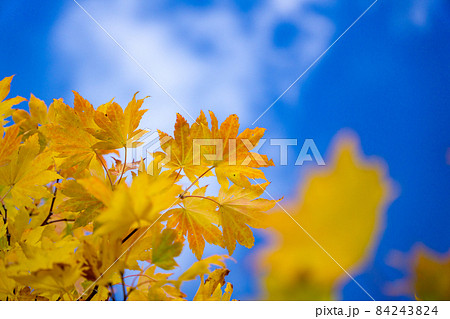 黃葉するカエデ　青空 84243824