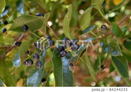 クロキの実 84244235
