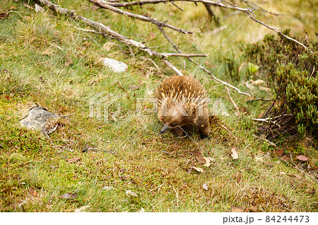 クレイドル山で遭遇したハリモグラ クレイドル山で遭遇したハリモグラ 84244473