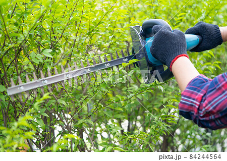 Gardener holding electric hedge trimmer to cut the treetop in garden. 84244564