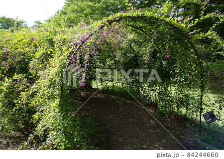 萩のトンネル 84244660