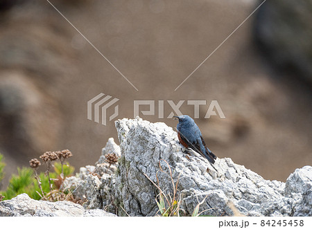 イソヒヨドリ♂ 84245458