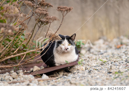 可愛い猫 可愛い猫 84245607