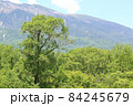 6月の信州、初夏を迎えた新緑に包まれた八ヶ岳山麓の野辺山高原 84245679
