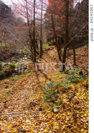 滋賀県　ハイキングコース　紅葉の山道　調子の滝　 84245907