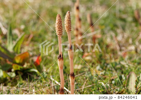 美作国分寺跡の空き地に並んで生えるツクシ 岡山県津山市 美作国分寺跡の空き地に並んで生えるツクシ 岡山県津山市 84246041