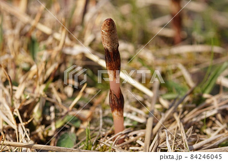美作国分寺跡の空き地に生えているツクシ　岡山県津山市 84246045