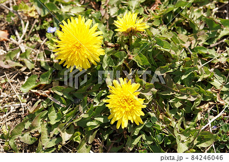 美作国分寺跡の空き地に咲くタンポポ 岡山県津山市 美作国分寺跡の空き地に咲くタンポポ 岡山県津山市 84246046