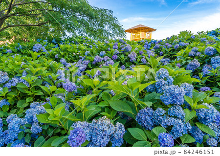荻窪公園の紫陽花の咲く丘 84246151