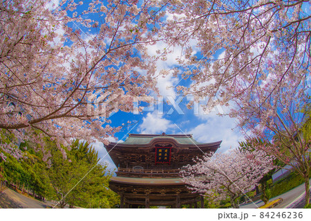 建長寺と満開の桜（鎌倉市） 84246236