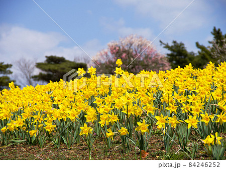 鮮やかな黄色い水仙と背景の紅白の梅の花とのコラボレーション。春の日差しを感じさせる 鮮やかな黄色い水仙と背景の紅白の梅の花とのコラボレーション。春の日差しを感じさせる 84246252