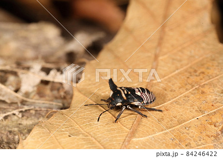 生き物　昆虫　ウシカメムシ、五齢幼虫です。成虫は全身地味な暗褐色ですがこちらはボーダー柄のシャツ姿 84246422