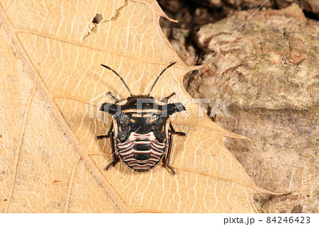 生き物　昆虫　ウシカメムシ、五齢幼虫です。成虫と異なり肩の突起にノコギリ歯がついています 84246423