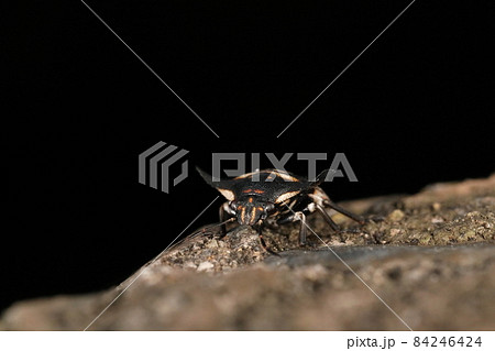 生き物 昆虫 ウシカメムシ、正面顔。大きめの複眼と三分割の鼻先、真ん中を中葉、両脇を側葉と言うらしい 生き物 昆虫 ウシカメムシ、正面顔。大きめの複眼と三分割の鼻先、真ん中を中葉、両脇を側葉と言うらしい 84246424