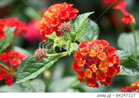 ランタナ 84247117