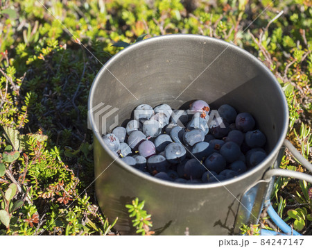 Metal titanium mug full of ripe blue berries of European blueberry or bilberry, lying on the green forest ground in natural sunlight, selective focus 84247147