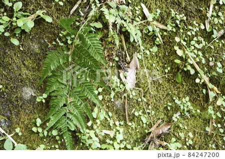 コケ・シダ植物・葉っぱ・壁・湿気・アップ コケ・シダ植物・葉っぱ・壁・湿気・アップ 84247200