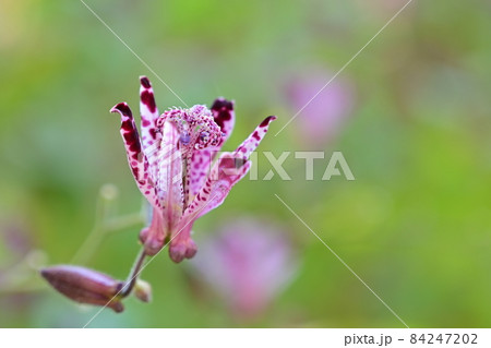 ホトトギスの見頃の花 ホトトギスの見頃の花 84247202