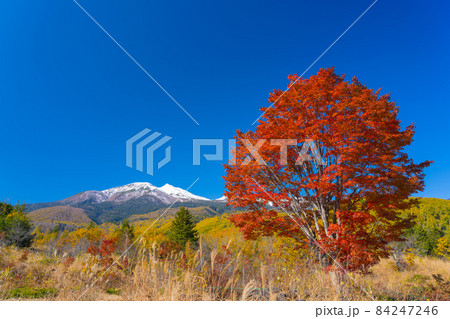 乗鞍岳の大楓 乗鞍岳の大楓 84247246