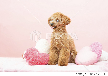 ハートのクッションと微笑むトイプードル 84247501