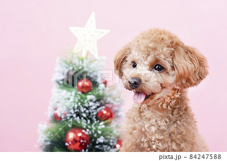 クリスマスツリーと微笑むトイプードル 84247588