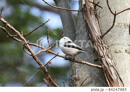 シマエナガ　しまえなが　雪の妖精　●▲●　北海道野鳥 84247965