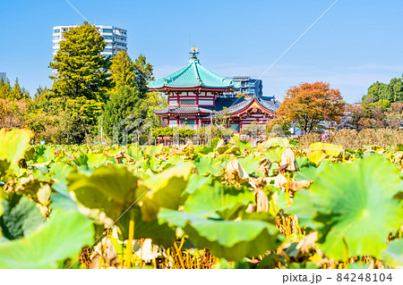東京　上野公園　秋の不忍池 84248104