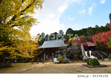 銀杏の巨木のある大山寺の秋 銀杏の巨木のある大山寺の秋 84248196