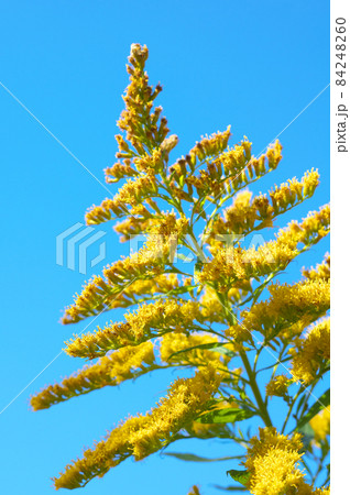 青空とセイタカアワダチソウの花 84248260