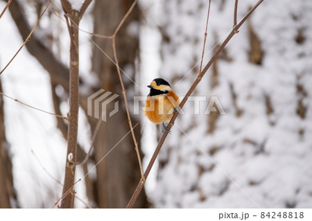 自然界の野鳥たち 84248818