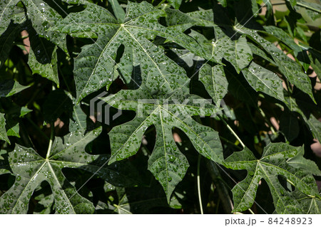 Closeup of Tree spinach or Chaya plants 84248923
