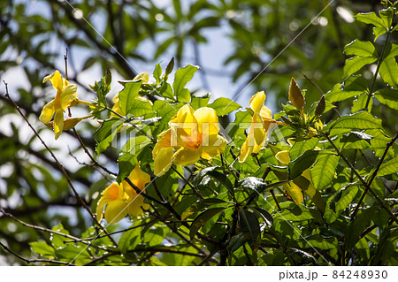 Yellow Allamanda flower  with green leaf 84248930