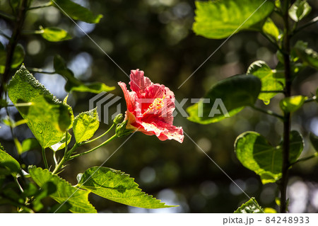 Close up Pollen of red Hibiscus rosa-sinensis Close up Pollen of red Hibiscus rosa-sinensis 84248933