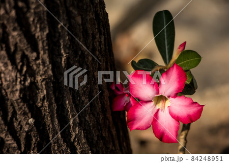 Pink Desert rose flowers Pink Desert rose flowers 84248951