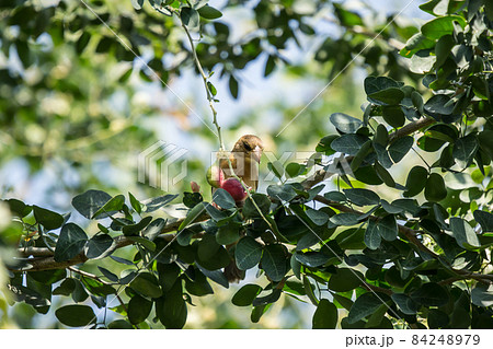 Bird and Manila tamarind fruit on tree 84248979