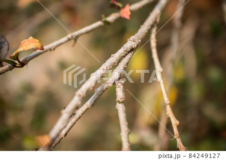 Close up Twigs of red Hibiscus rosa-sinensis 84249127