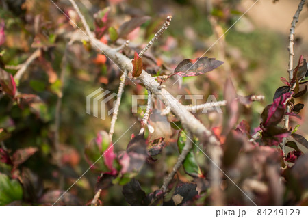 Close up Twigs of red Hibiscus rosa-sinensis 84249129