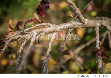 Close up Twigs of red Hibiscus rosa-sinensis 84249138