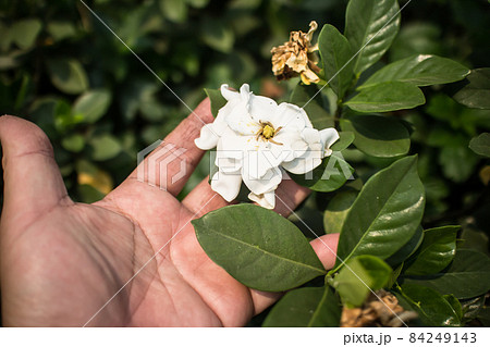 Gardenia jasminoides flower 84249143