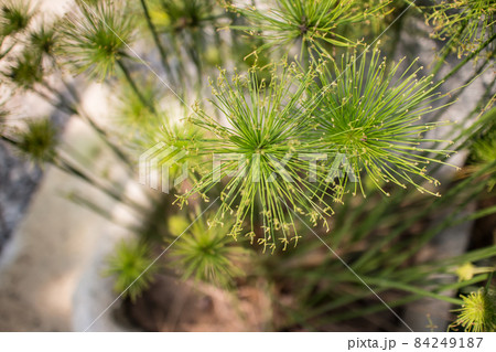 Green Small Leaf of Papyrus tree. Green Small Leaf of Papyrus tree. 84249187