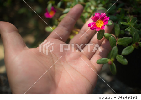 Common Purslane flower Common Purslane flower 84249191