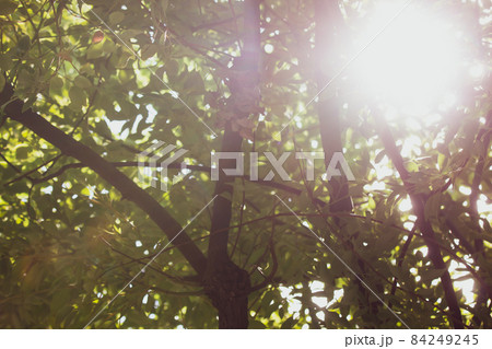 Cinnamomum camphora tree Cinnamomum camphora tree 84249245