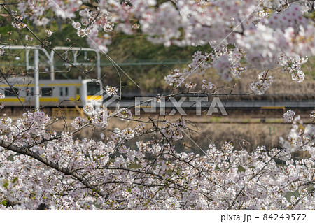 【外堀の桜と中央・総武緩行線 E231系】 84249572